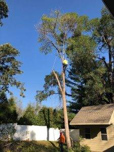 Elder's Tree Service (11)