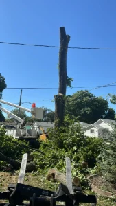 Elder's Tree Service (12)