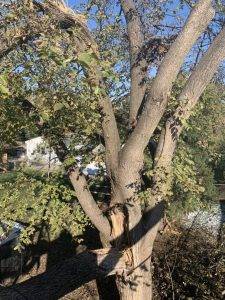 Elder's Tree Service (12)
