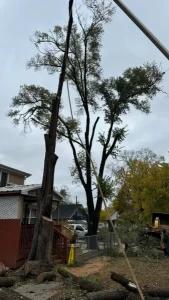 Elder's Tree Service (13)