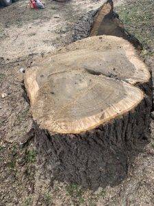 Elder's Tree Service (13)