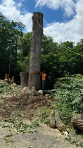 Elder's Tree Service (14)