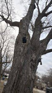 Elder's Tree Service (18)