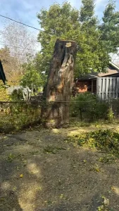 Elder's Tree Service (18)