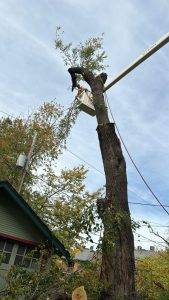 Elder's Tree Service (2)