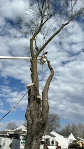 Elder's Tree Service (2)