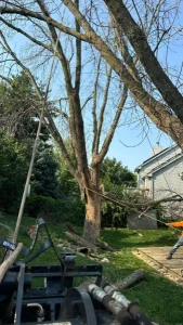 Elder's Tree Service (20)