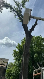 Elder's Tree Service (21)