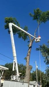 Elder's Tree Service (24)