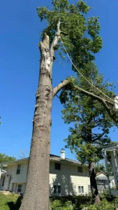 Elder's Tree Service (29)