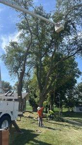 Elder's Tree Service (3)