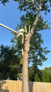 Elder's Tree Service (3)