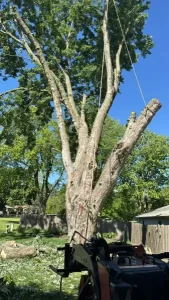 Elder's Tree Service (31)