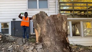 Elder's Tree Service (4)