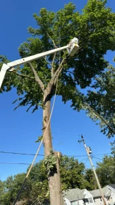 Elder's Tree Service (5)