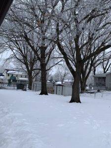 Elder's Tree Service (5)