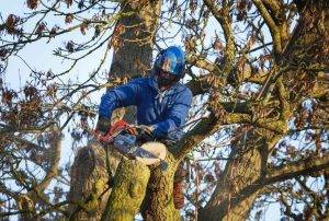 Elder's Tree Service (6)