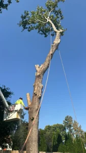 Elder's Tree Service (8)