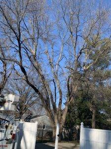 Elder's Tree Service (8)