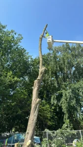 Elder's Tree Service (9)