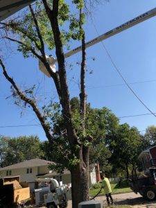 Elder's Tree Service (9)